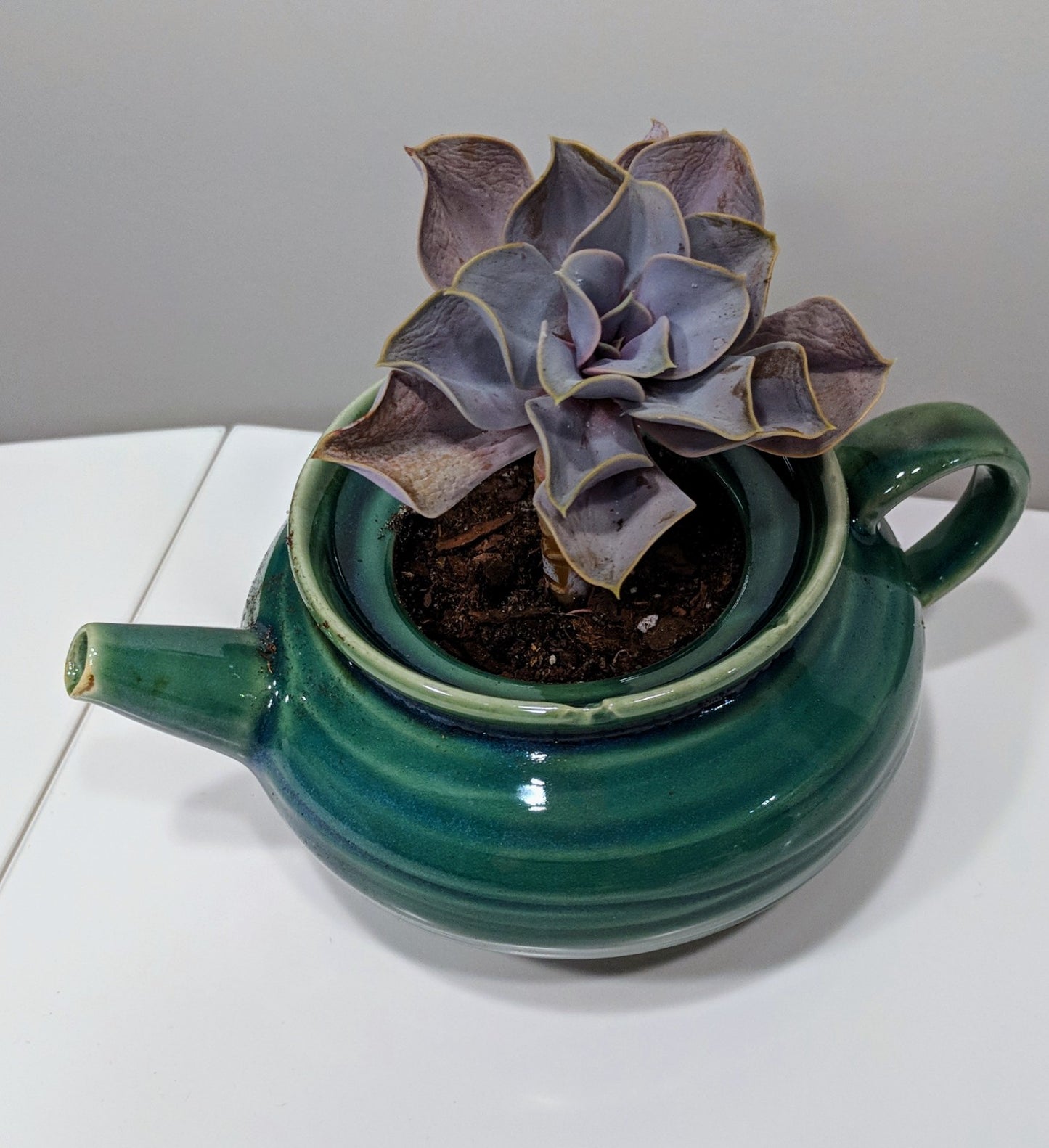 Large Succulent in a Teapot