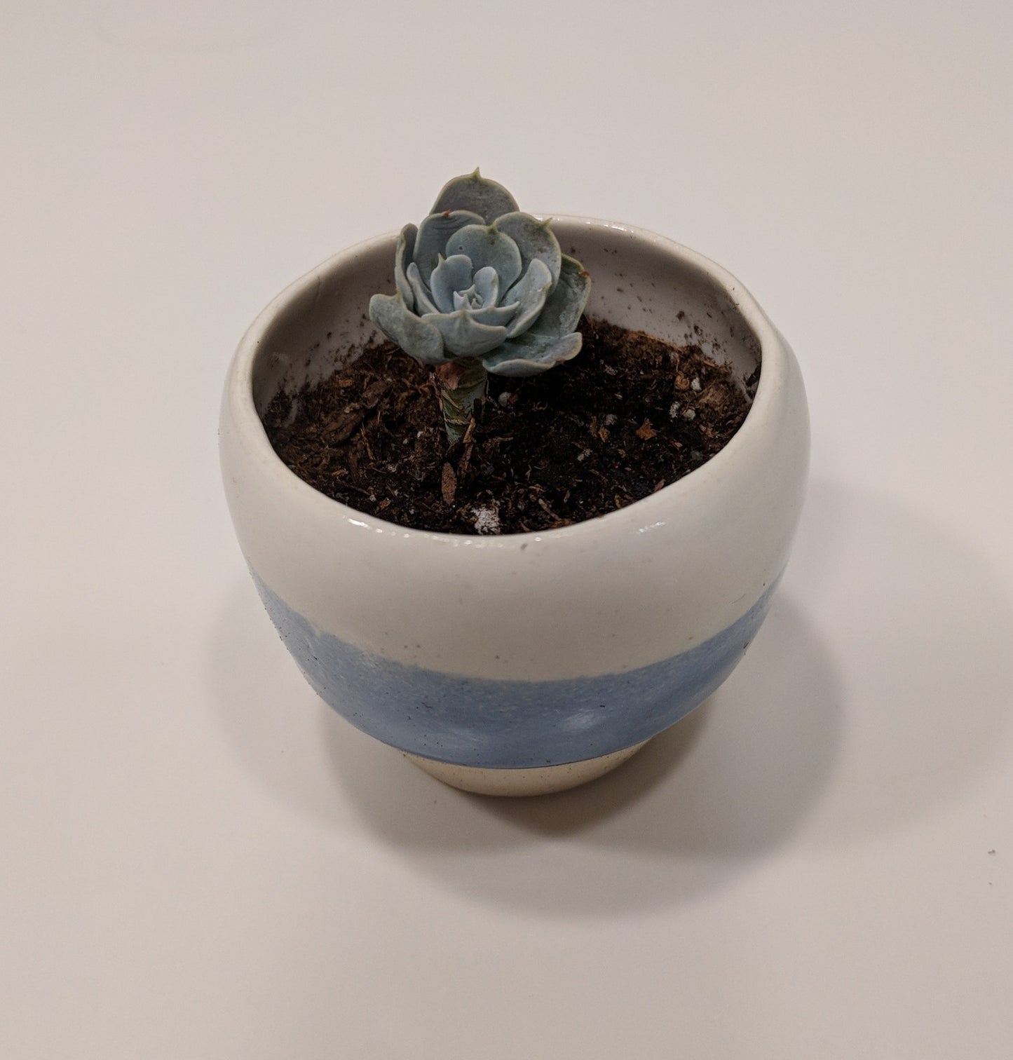 Mini Succulent