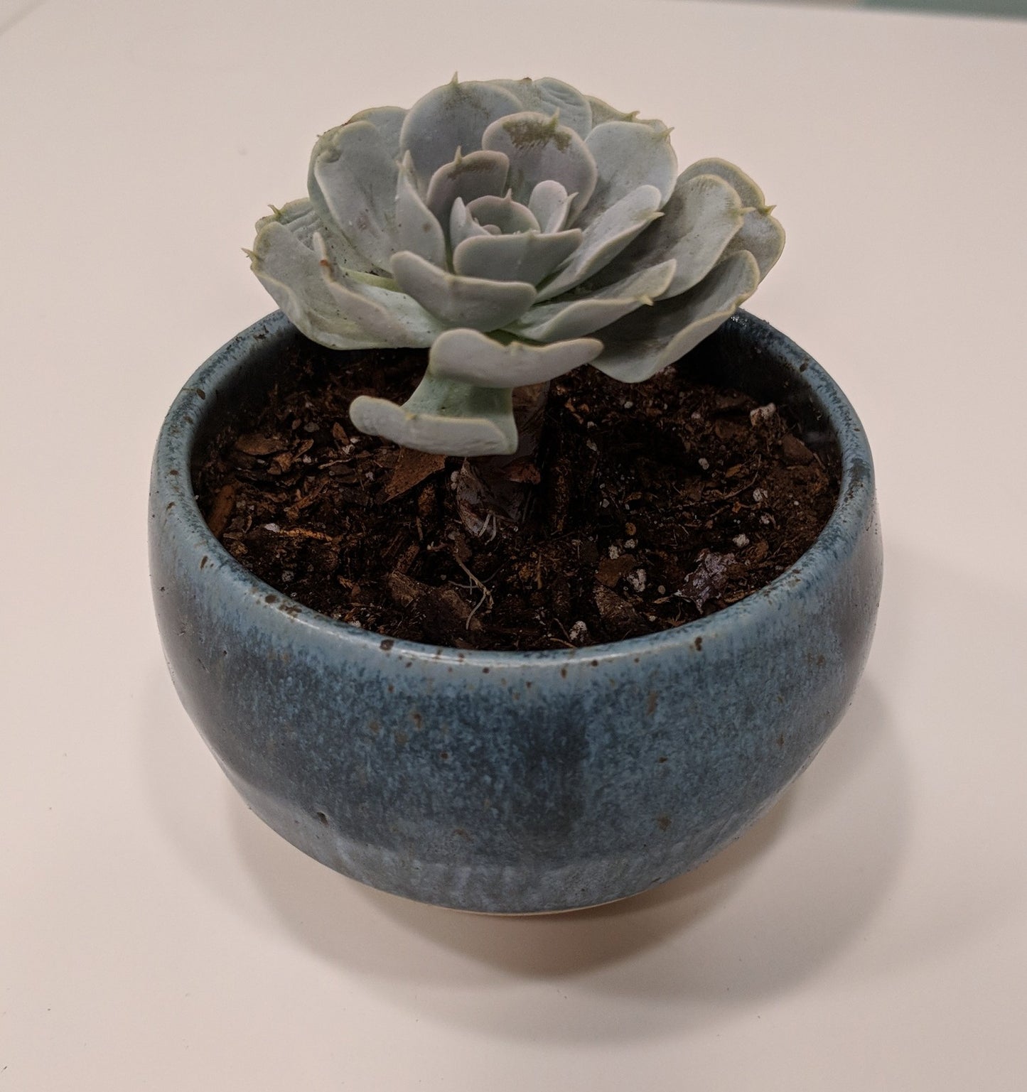 Medium Succulent