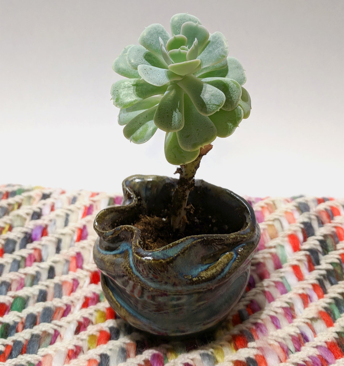 Twisty "Cup" with Succulent - Local Pick Up Only